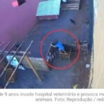 Menino de 9 Anos Invade Clínica Veterinária e Mata 23 Animais em Ataque Brutal.